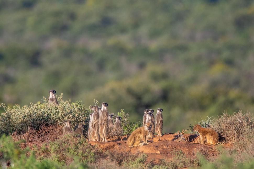 Doi soți au unit 11 ferme abandonate și au creat o rezervație de 67.000 de acri în Africa de Sud: Leii au revenit acolo după 180 de ani 1095670