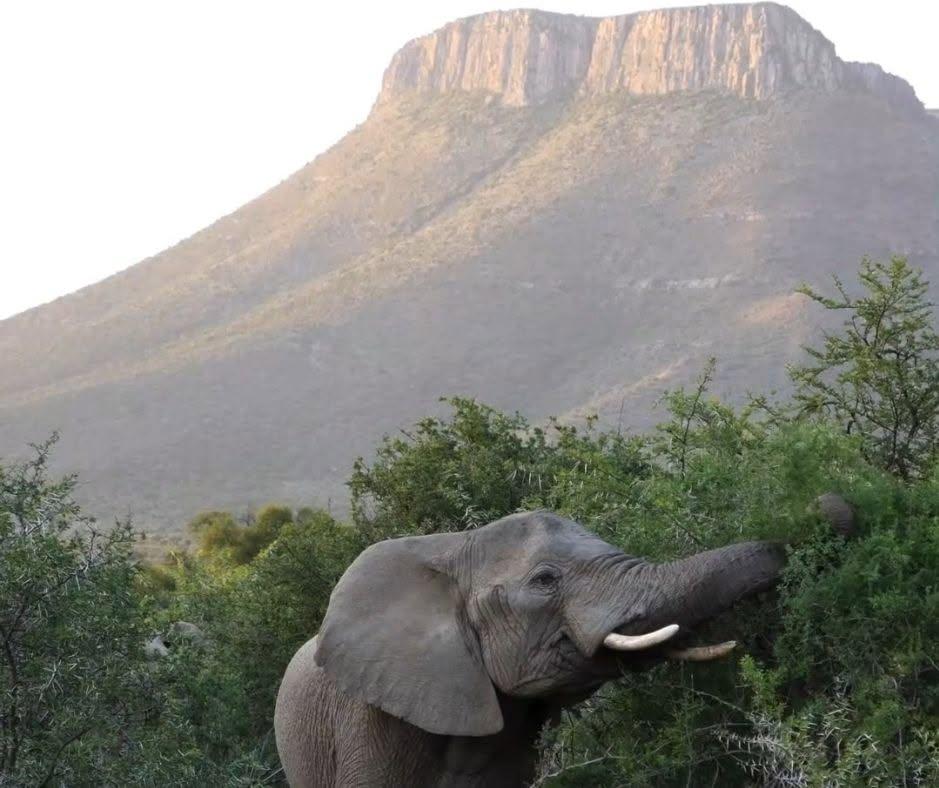 Doi soți au unit 11 ferme abandonate și au creat o rezervație de 67.000 de acri în Africa de Sud: Leii au revenit acolo după 180 de ani 1095673