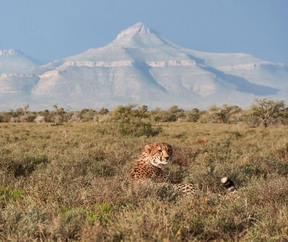 Doi soți au unit 11 ferme abandonate și au creat o rezervație de 67.000 de acri în Africa de Sud: Leii au revenit acolo după 180 de ani 1095680