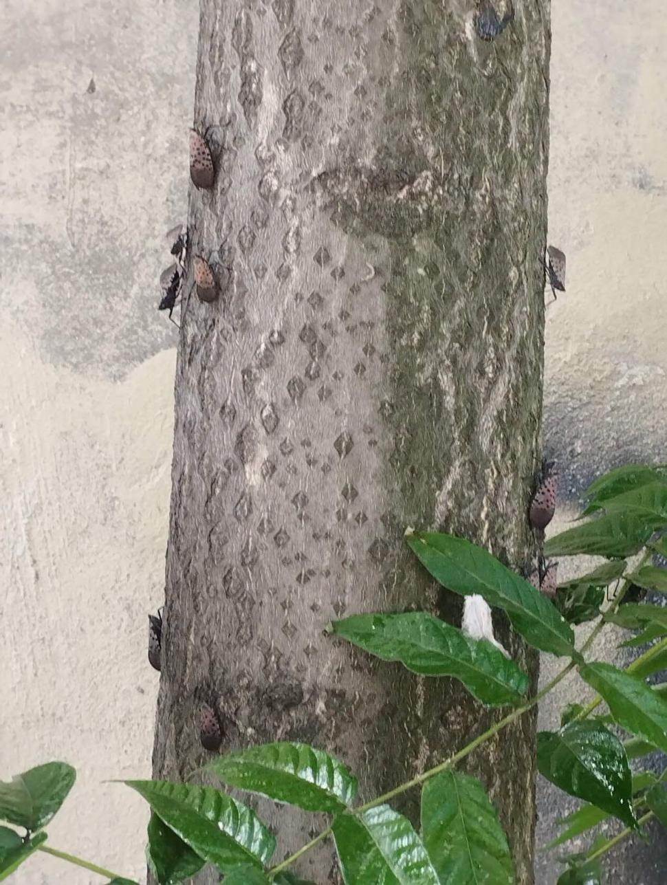 O insectă periculoasă pentru plante, care poate afecta chiar şi viţa-de-vie, a fost găsită pentru prima dată în Republica Moldova 1095793