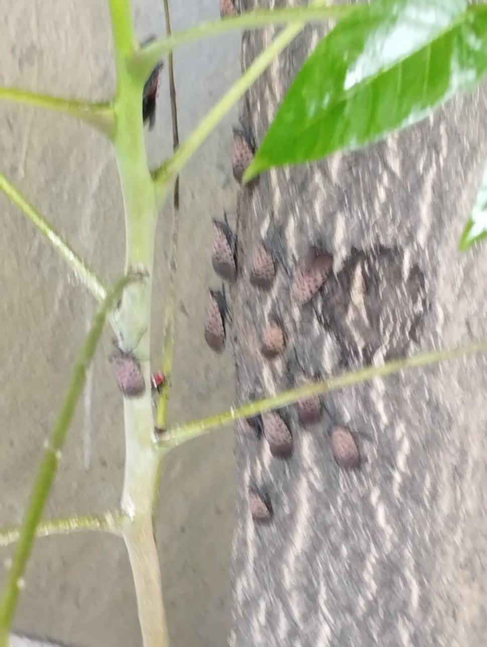 O insectă periculoasă pentru plante, care poate afecta chiar şi viţa-de-vie, a fost găsită pentru prima dată în Republica Moldova 1095794