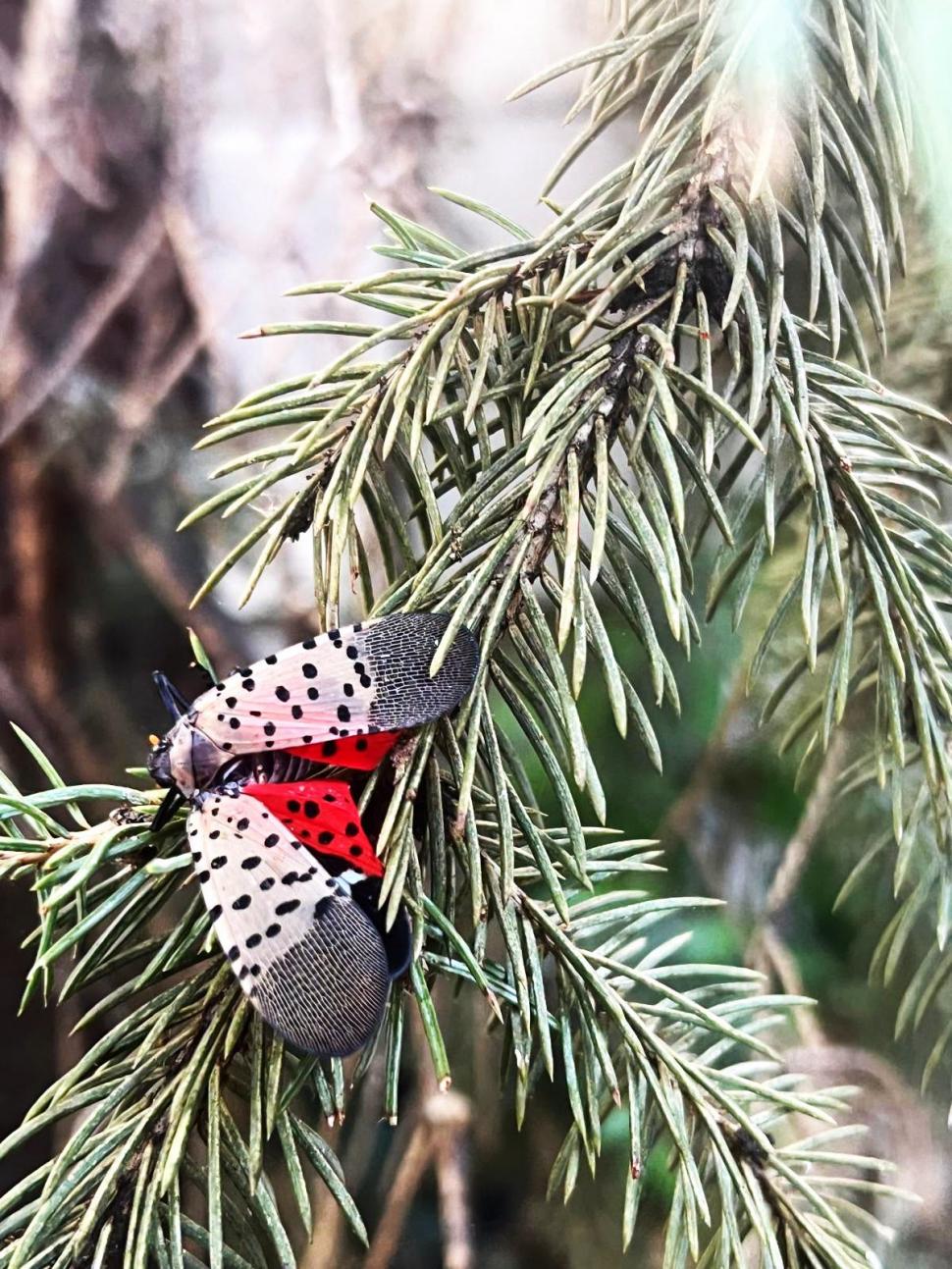 O insectă periculoasă pentru plante, care poate afecta chiar şi viţa-de-vie, a fost găsită pentru prima dată în Republica Moldova 1095799