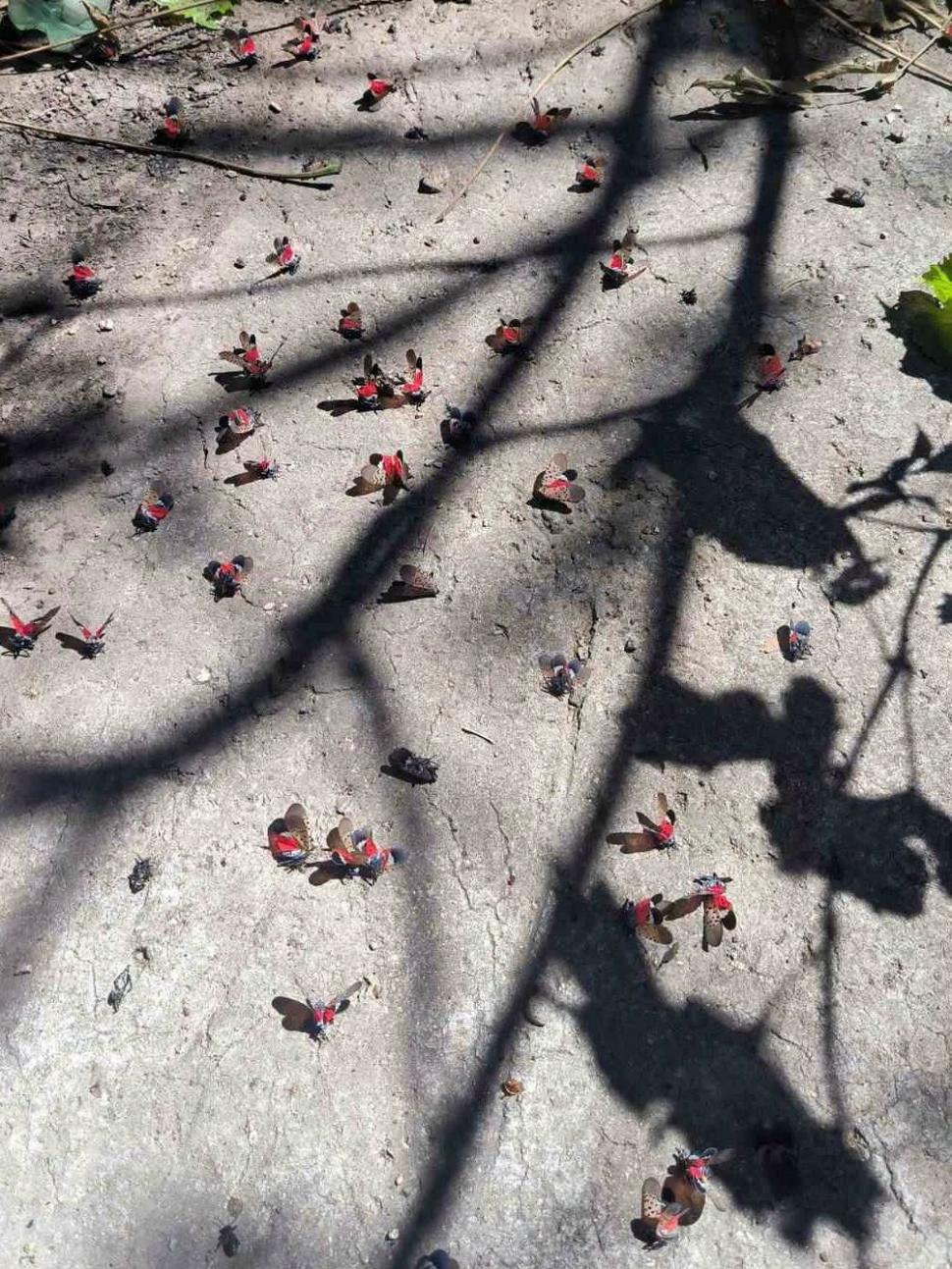 O insectă periculoasă pentru plante, care poate afecta chiar şi viţa-de-vie, a fost găsită pentru prima dată în Republica Moldova 1095800