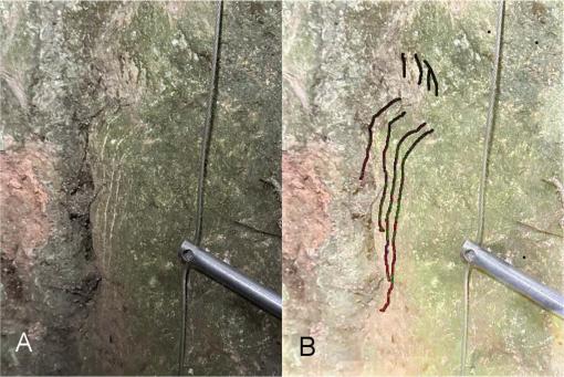 Un urs a coborât într-un puț vertical de 60 de metri într-o peșteră din Grecia. Se pare că a și urcat înapoi. Ce au găsit cercetătorii 1096007