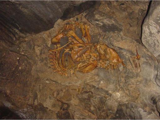 Un urs a coborât într-un puț vertical de 60 de metri într-o peșteră din Grecia. Se pare că a și urcat înapoi. Ce au găsit cercetătorii 1096010