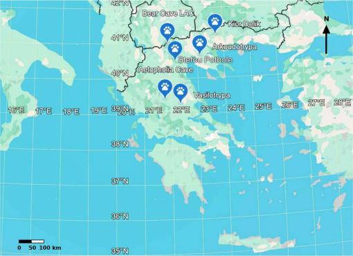 Un urs a coborât într-un puț vertical de 60 de metri într-o peșteră din Grecia. Se pare că a și urcat înapoi. Ce au găsit cercetătorii 1096011
