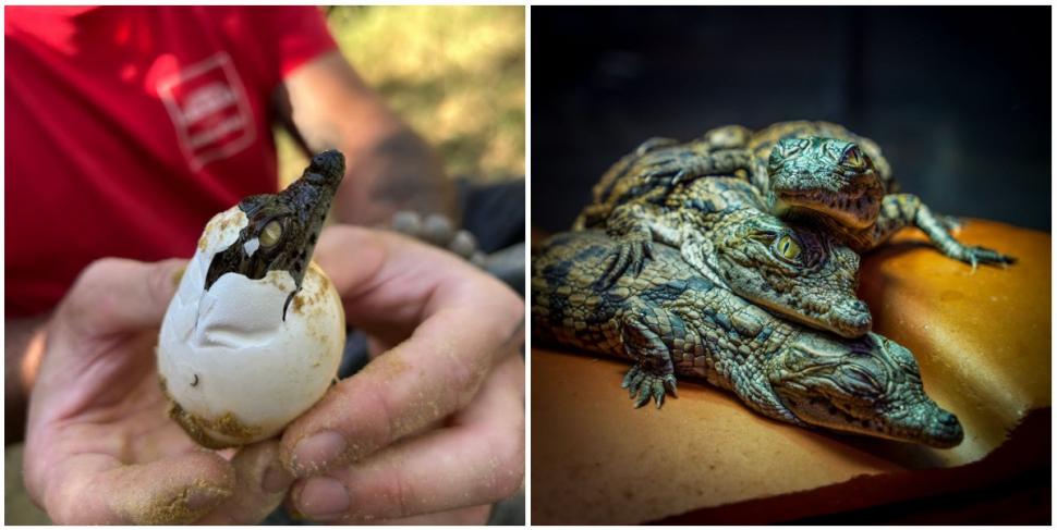 A fost atât de cald în Franța, încât au eclozat puii de crocodil de Nil la o grădină zoologică, fără incubator 1096464
