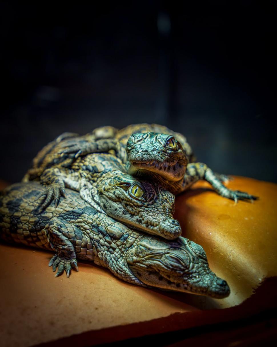 A fost atât de cald în Franța, încât au eclozat puii de crocodil de Nil la o grădină zoologică, fără incubator 1096465
