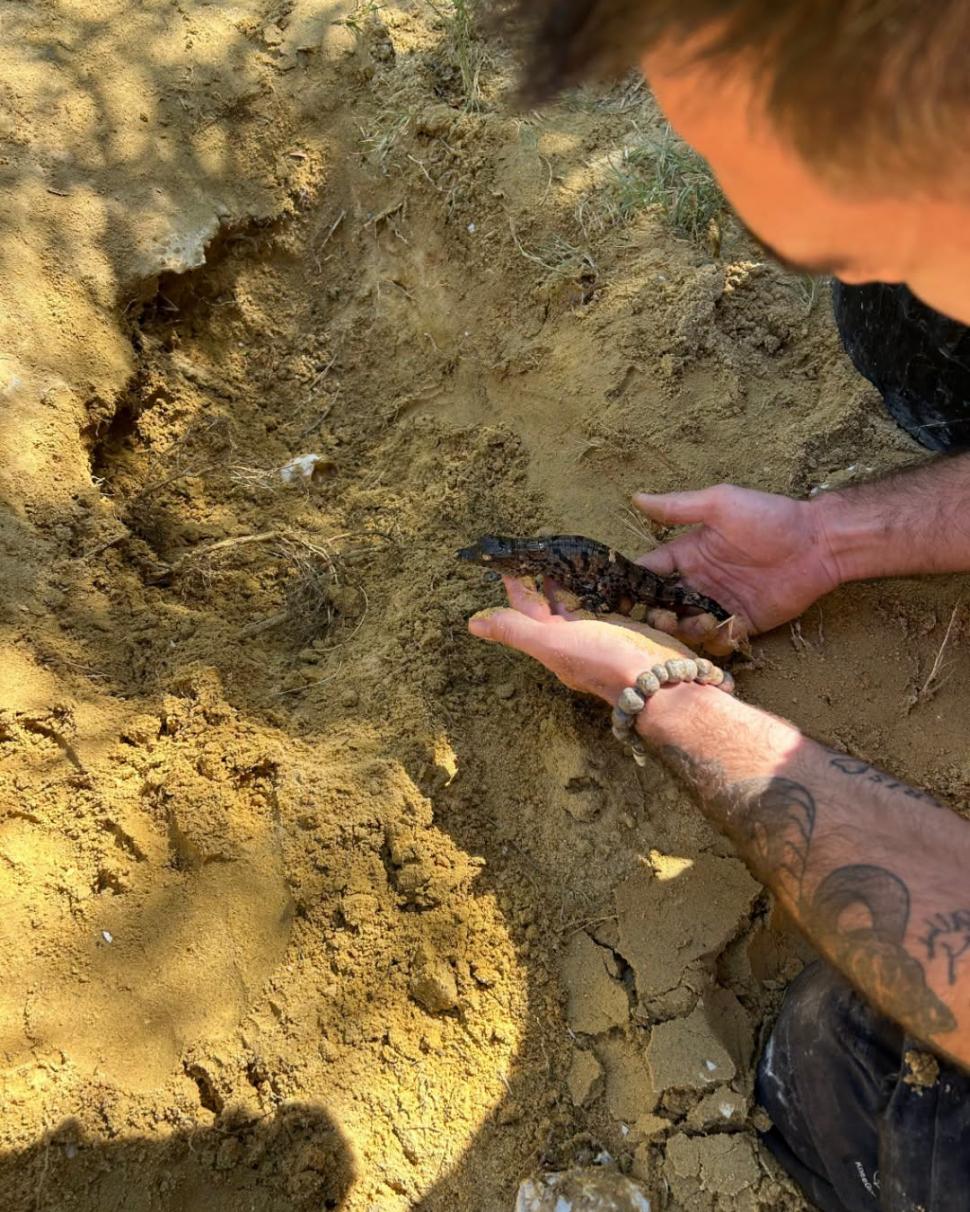 A fost atât de cald în Franța, încât au eclozat puii de crocodil de Nil la o grădină zoologică, fără incubator 1096466