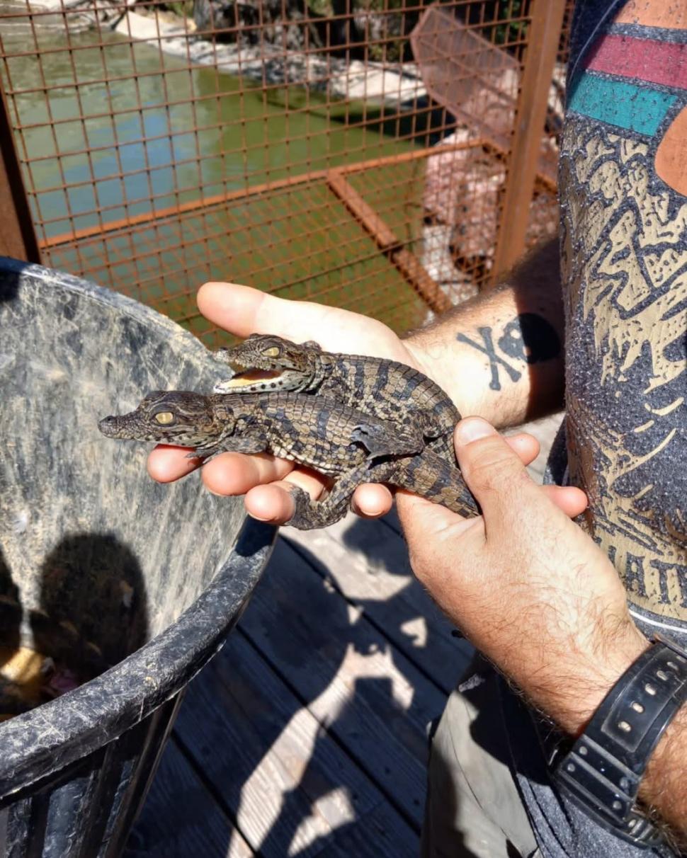 A fost atât de cald în Franța, încât au eclozat puii de crocodil de Nil la o grădină zoologică, fără incubator 1096467