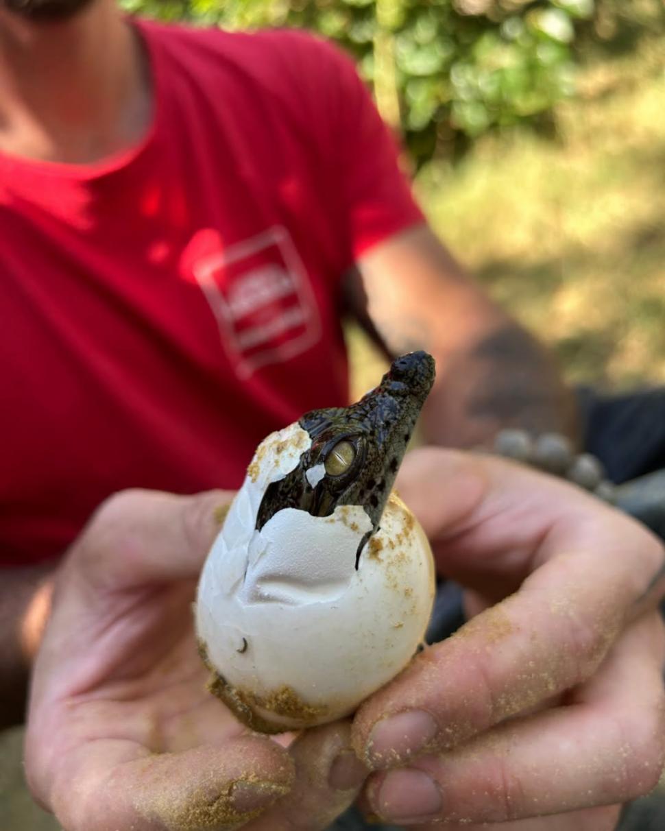 A fost atât de cald în Franța, încât au eclozat puii de crocodil de Nil la o grădină zoologică, fără incubator 1096468