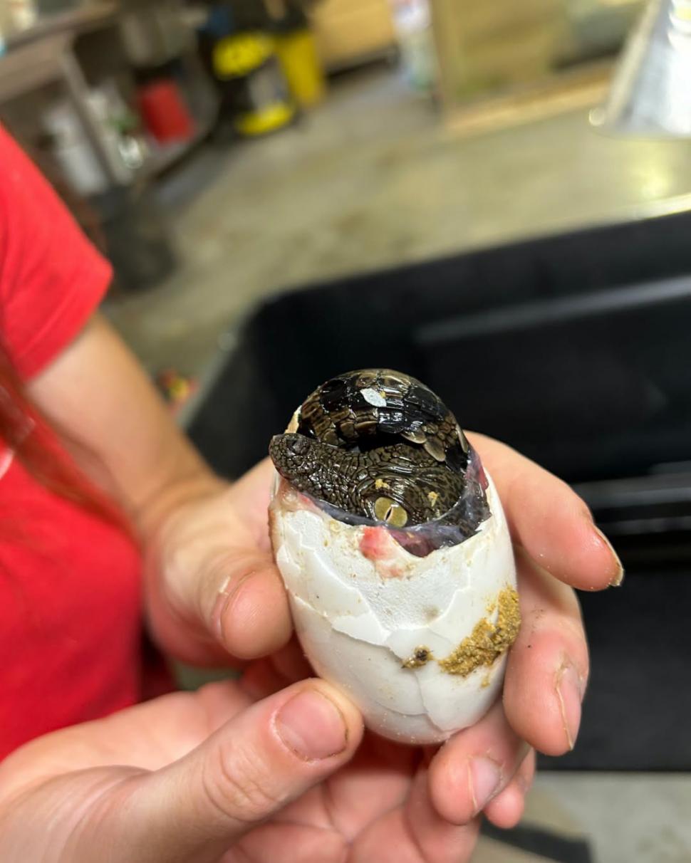A fost atât de cald în Franța, încât au eclozat puii de crocodil de Nil la o grădină zoologică, fără incubator 1096469