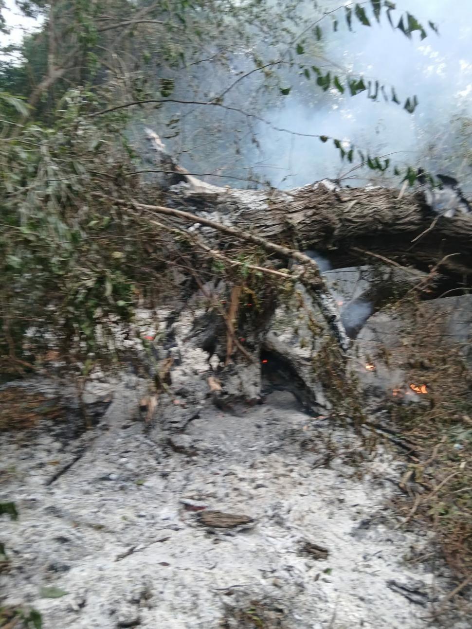 Incendiu în Tulcea, la Plauru. A ars o pădure de salcie. Romsilva: "Localnicii spun că ar fi fost provocat de o dronă care a explodat" 1096436