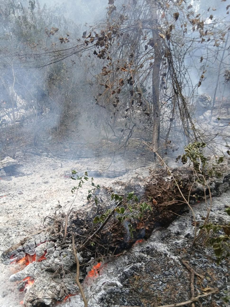 Incendiu în Tulcea, la Plauru. A ars o pădure de salcie. Romsilva: "Localnicii spun că ar fi fost provocat de o dronă care a explodat" 1096437