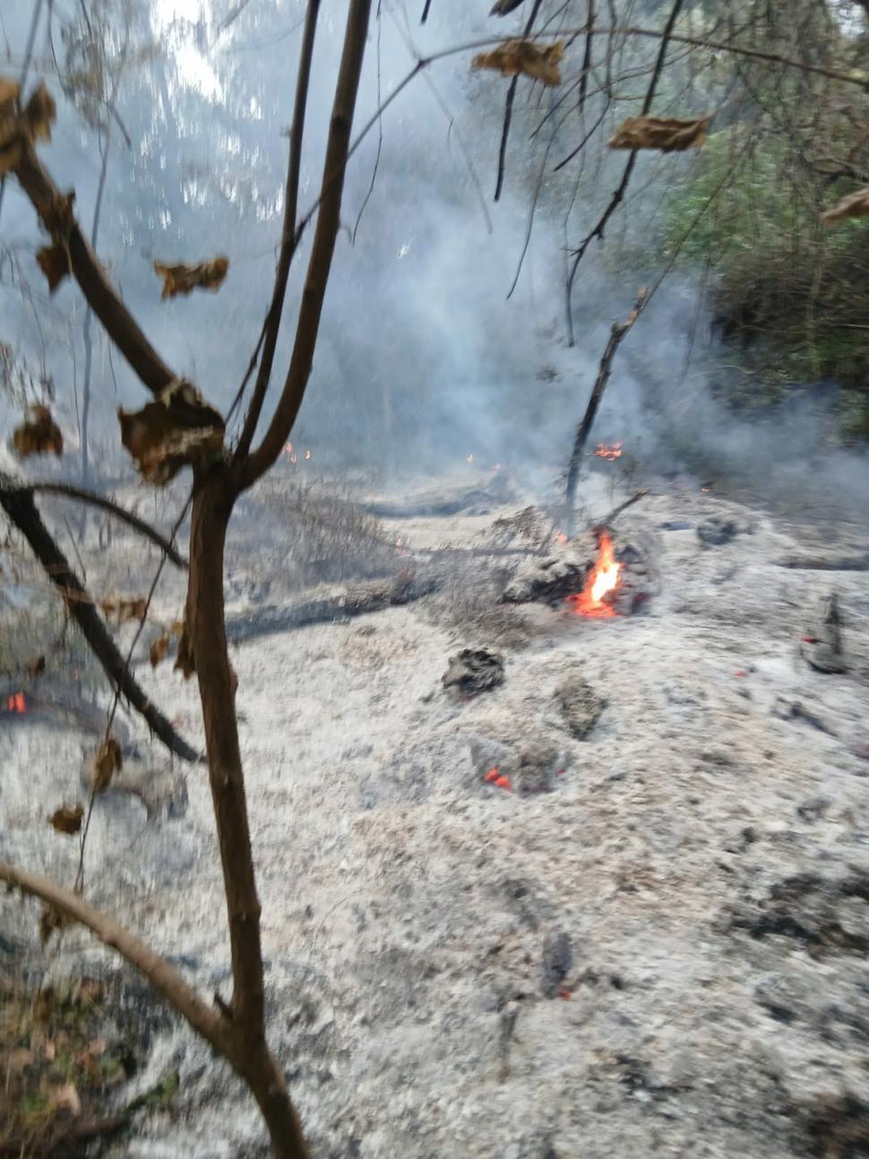 Incendiu în Tulcea, la Plauru. A ars o pădure de salcie. Romsilva: "Localnicii spun că ar fi fost provocat de o dronă care a explodat" 1096439