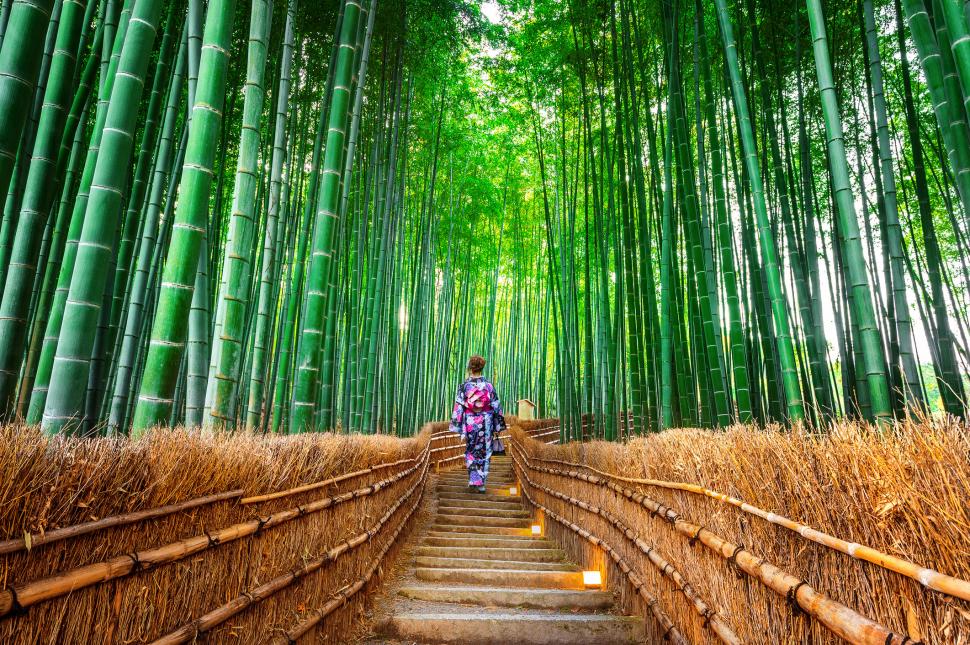Turiștii şi-au scrijelit numele pe 350 de bambuşi în pădurea din Kyoto. Dezastrul a dus la o decizie radicală a primăriei 1096714