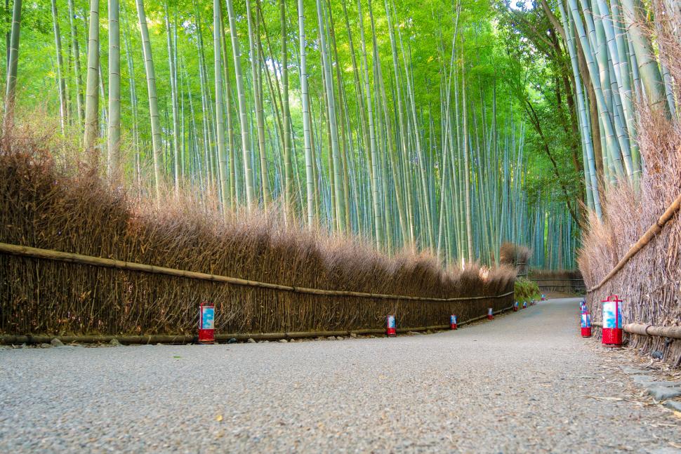Turiștii şi-au scrijelit numele pe 350 de bambuşi în pădurea din Kyoto. Dezastrul a dus la o decizie radicală a primăriei 1096717
