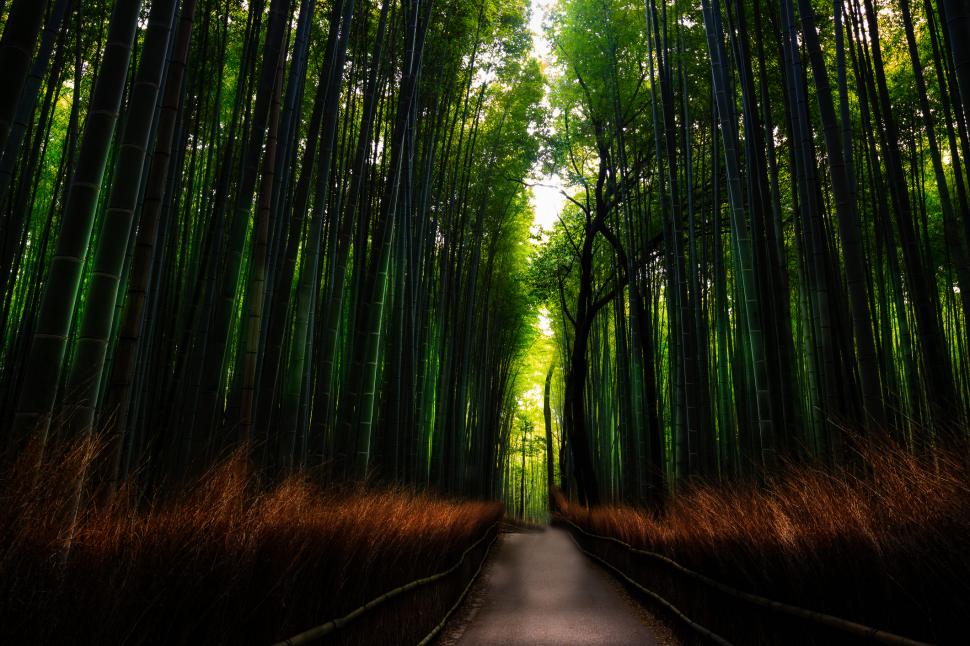 Turiștii şi-au scrijelit numele pe 350 de bambuşi în pădurea din Kyoto. Dezastrul a dus la o decizie radicală a primăriei 1096718