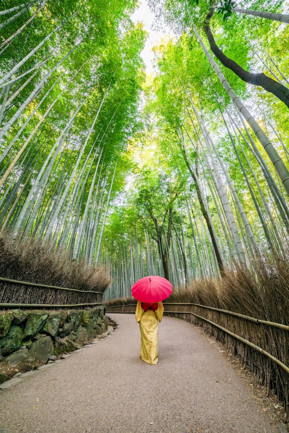 Turiștii şi-au scrijelit numele pe 350 de bambuşi în pădurea din Kyoto. Dezastrul a dus la o decizie radicală a primăriei 1096719