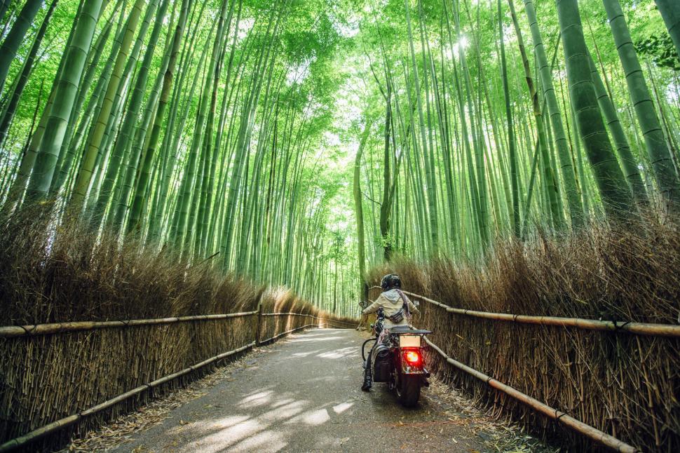 Turiștii şi-au scrijelit numele pe 350 de bambuşi în pădurea din Kyoto. Dezastrul a dus la o decizie radicală a primăriei 1096720