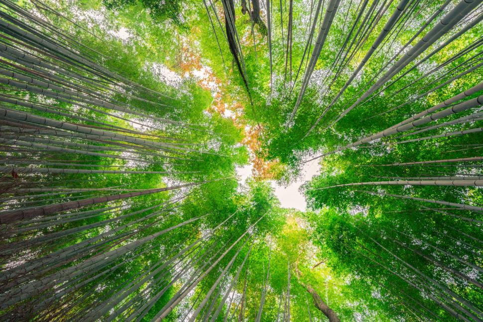Turiștii şi-au scrijelit numele pe 350 de bambuşi în pădurea din Kyoto. Dezastrul a dus la o decizie radicală a primăriei 1096721