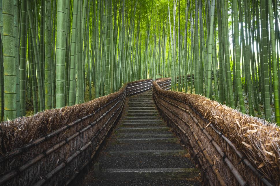 Turiștii şi-au scrijelit numele pe 350 de bambuşi în pădurea din Kyoto. Dezastrul a dus la o decizie radicală a primăriei 1096722