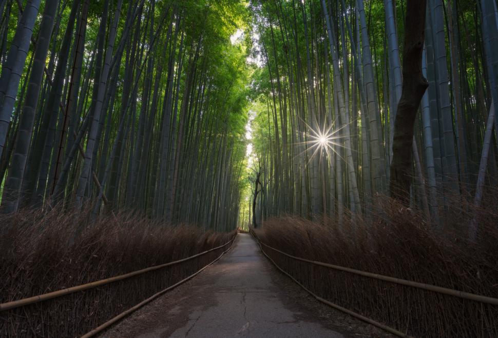 Turiștii şi-au scrijelit numele pe 350 de bambuşi în pădurea din Kyoto. Dezastrul a dus la o decizie radicală a primăriei 1096724