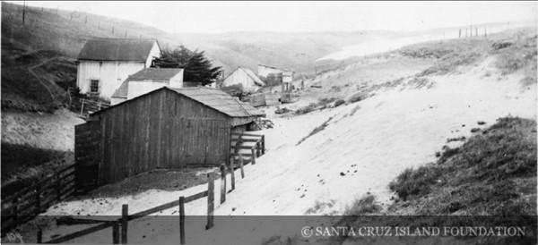 În 1850, un fermier a adus 45 de oi pe o insulă din SUA. Până în 1862, erau 6.000. În câțiva ani, pășunatul a distrus toată vegetația 1096998