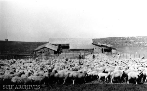 În 1850, un fermier a adus 45 de oi pe o insulă din SUA. Până în 1862, erau 6.000. În câțiva ani, pășunatul a distrus toată vegetația 1097001