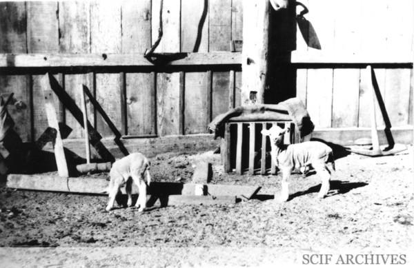 În 1850, un fermier a adus 45 de oi pe o insulă din SUA. Până în 1862, erau 6.000. În câțiva ani, pășunatul a distrus toată vegetația 1097002