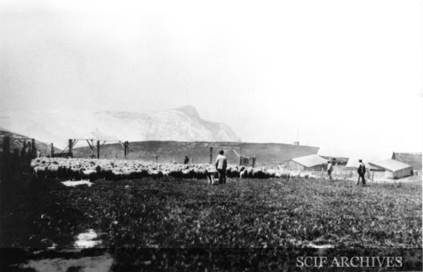 În 1850, un fermier a adus 45 de oi pe o insulă din SUA. Până în 1862, erau 6.000. În câțiva ani, pășunatul a distrus toată vegetația 1097004