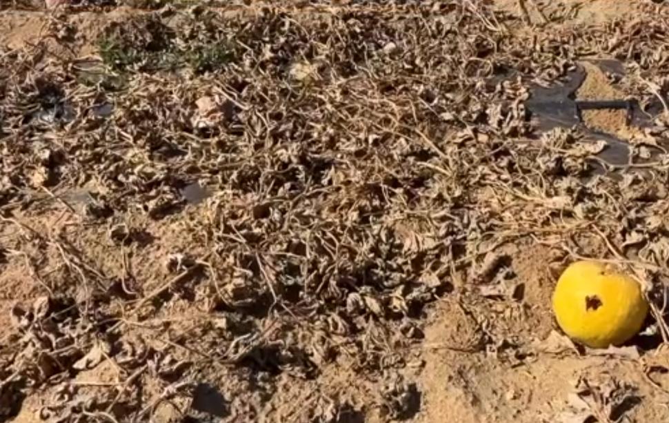Câmpuri întregi din Oltenia cu pepeni și vinete aruncate. Recoltarea a ajuns să coste atât de mult, că fermierii au abandonat culturile 1097223