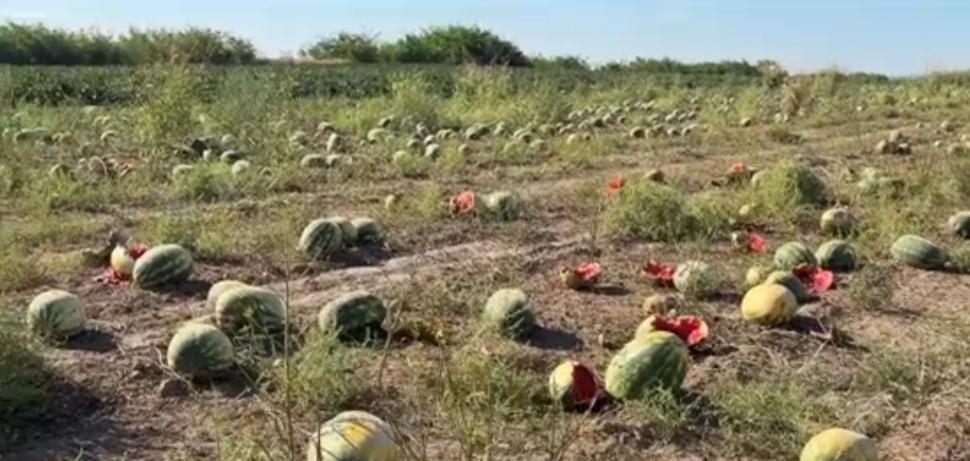 Câmpuri întregi din Oltenia cu pepeni și vinete aruncate. Recoltarea a ajuns să coste atât de mult, că fermierii au abandonat culturile 1097225