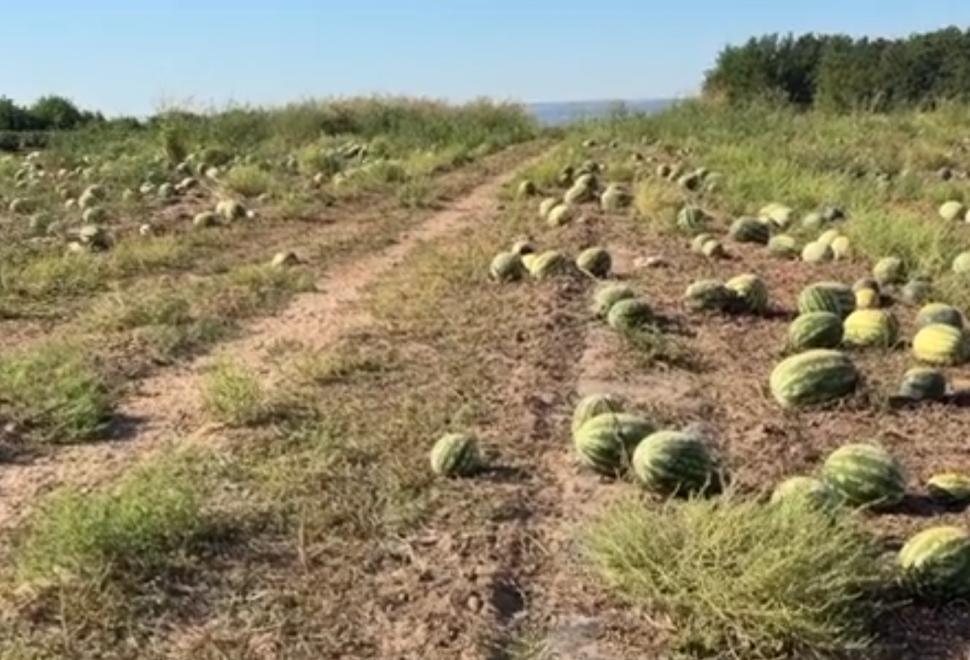 Câmpuri întregi din Oltenia cu pepeni și vinete aruncate. Recoltarea a ajuns să coste atât de mult, că fermierii au abandonat culturile 1097227