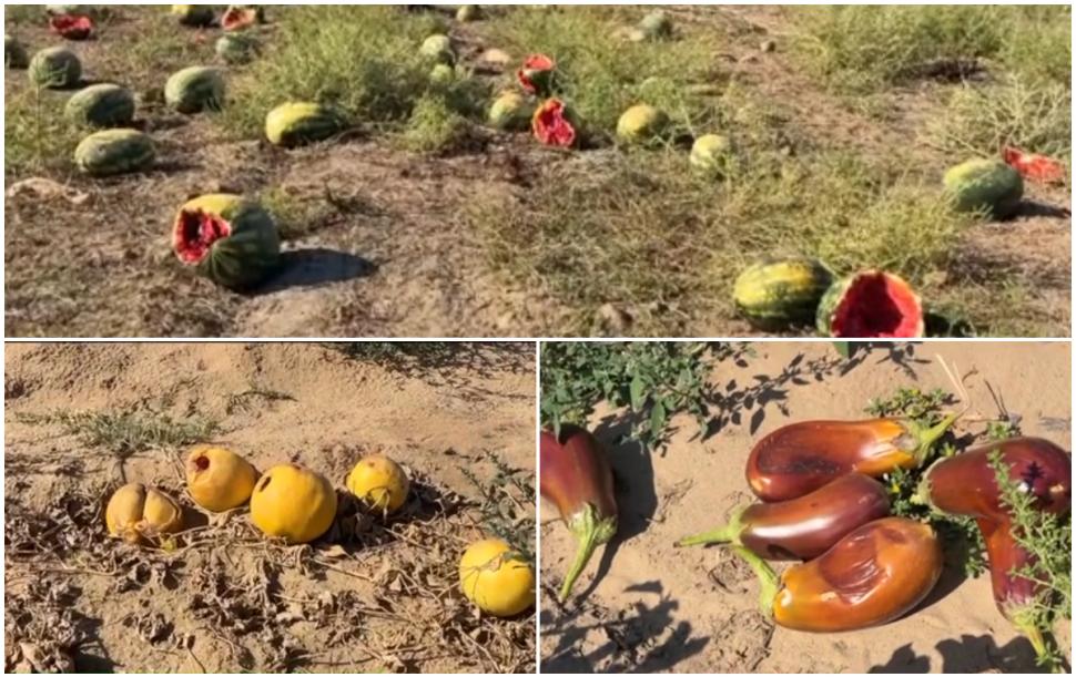 Câmpuri întregi din Oltenia cu pepeni și vinete aruncate. Recoltarea a ajuns să coste atât de mult, că fermierii au abandonat culturile 1097229