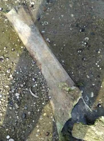 Cum a transformat seceta Dunărea într-un muzeu în aer liber: mamuţi, un pod roman, stridii fosilizate şi nave scufundate de nazişti 1096382