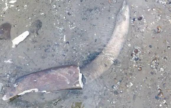Cum a transformat seceta Dunărea într-un muzeu în aer liber: mamuţi, un pod roman, stridii fosilizate şi nave scufundate de nazişti 1096383