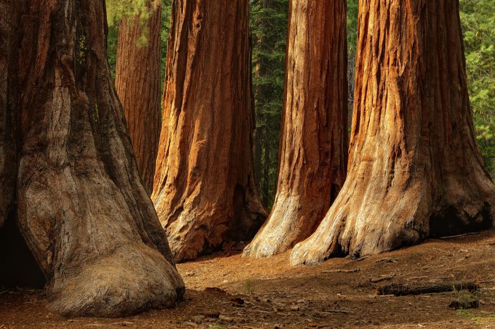 Trump analizează în secret să vândă o parte din parcul Yosemite către un dezvoltator imobiliar 1097302