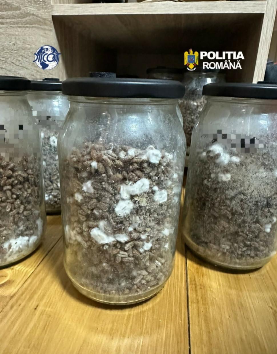 Descinderi DIICOT la o pensiune unde se făceau ritualuri cu șamani din Peru și Ayahuasca 1097719