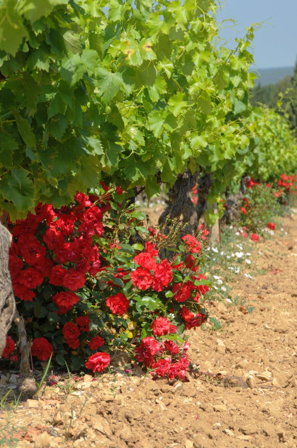 „Flori-santinelă”: Trucul vechi al grădinarilor pentru a proteja plantele. De ce se pune un trandafir la capătul rândului în podgorii 1098198