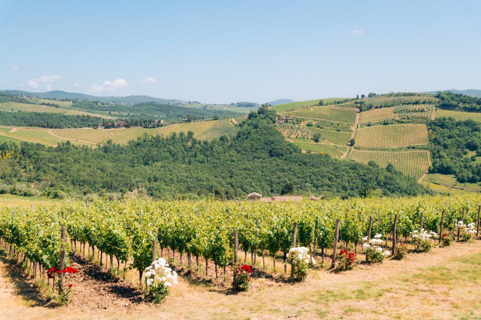 „Flori-santinelă”: Trucul vechi al grădinarilor pentru a proteja plantele. De ce se pune un trandafir la capătul rândului în podgorii 1098199