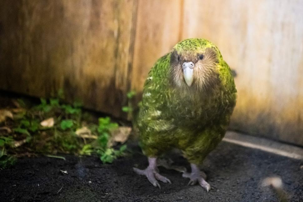 Kākāpō, cel mai greu papagal din lume, aflat pe cale de dispariție, are un sezon record de reproducere. Totul a pornit de la un arbore  1098056