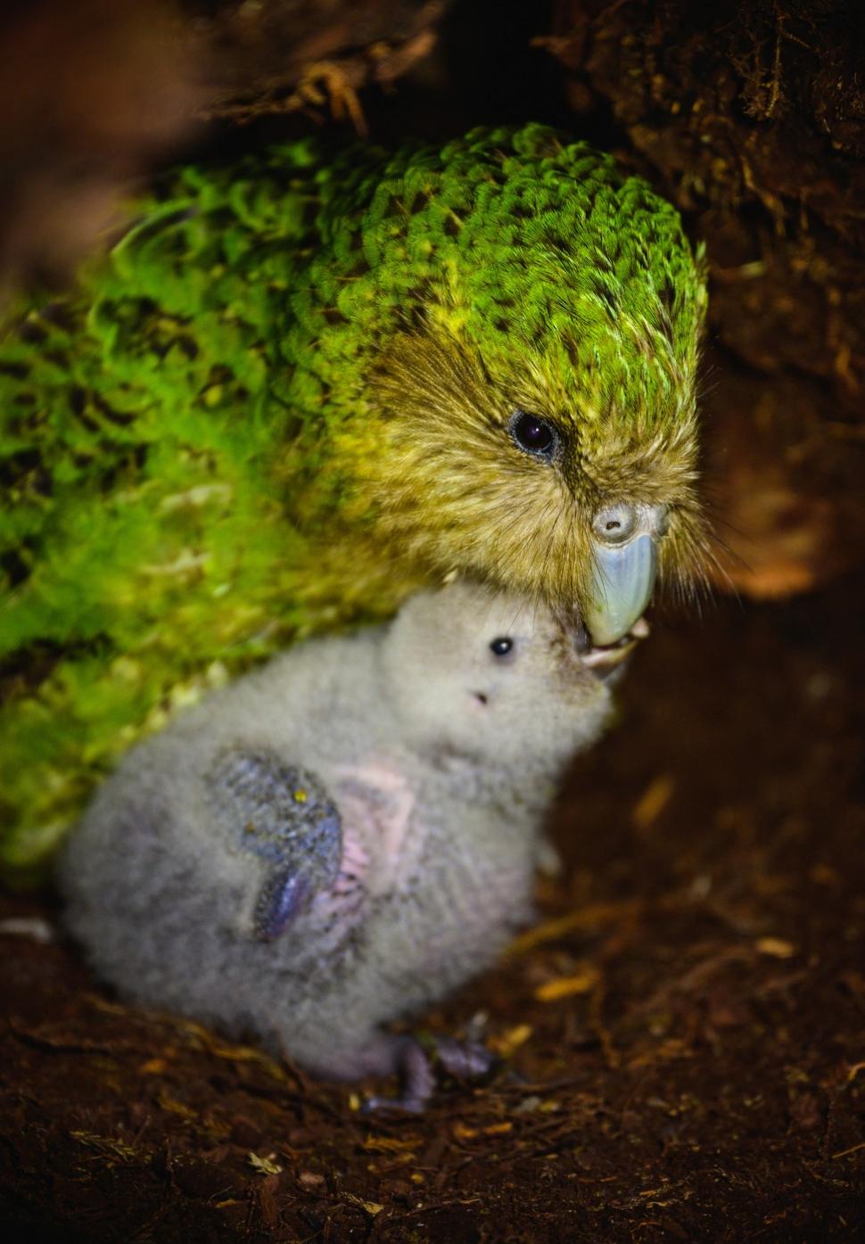 Kākāpō, cel mai greu papagal din lume, aflat pe cale de dispariție, are un sezon record de reproducere. Totul a pornit de la un arbore  1098057