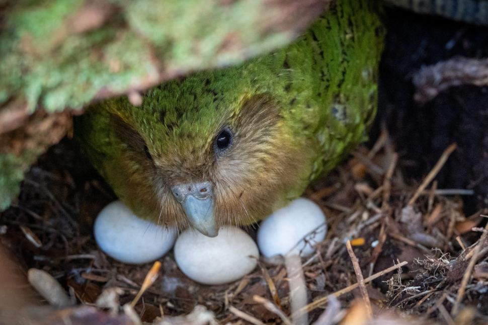 Kākāpō, cel mai greu papagal din lume, aflat pe cale de dispariție, are un sezon record de reproducere. Totul a pornit de la un arbore  1098058