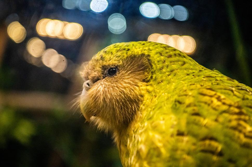 Kākāpō, cel mai greu papagal din lume, aflat pe cale de dispariție, are un sezon record de reproducere. Totul a pornit de la un arbore  1098059