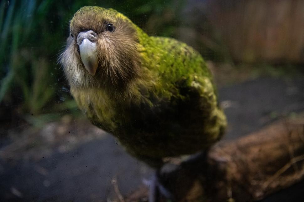 Kākāpō, cel mai greu papagal din lume, aflat pe cale de dispariție, are un sezon record de reproducere. Totul a pornit de la un arbore  1098060