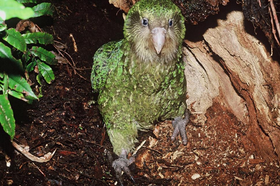 Kākāpō, cel mai greu papagal din lume, aflat pe cale de dispariție, are un sezon record de reproducere. Totul a pornit de la un arbore  1098062