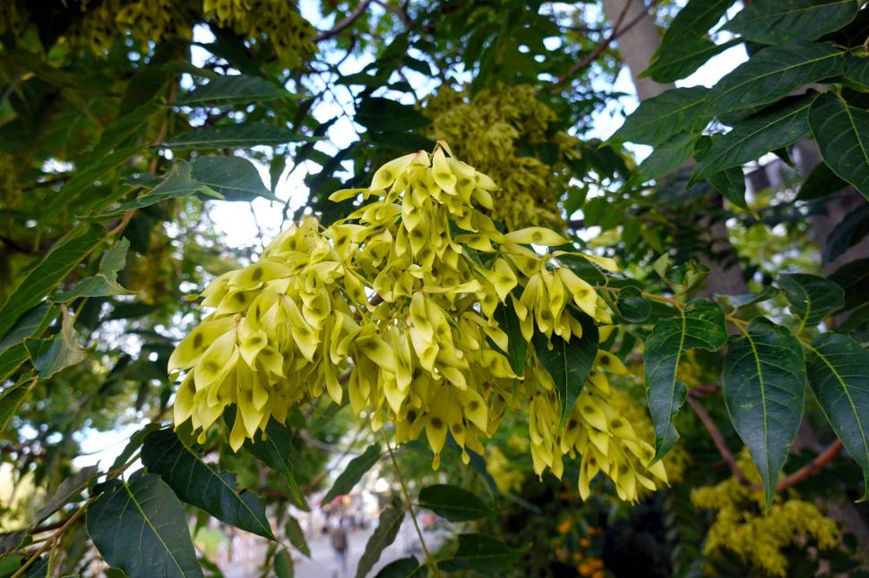 Arborele pe care să nu-l plantezi niciodată în curte. „Copacul Raiului” are creștere rapidă și pare ideal, dar e diabolic de invaziv 1098811