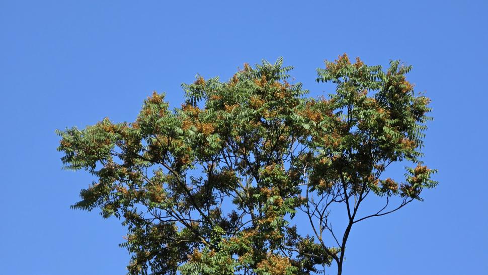 Arborele pe care să nu-l plantezi niciodată în curte. „Copacul Raiului” are creștere rapidă și pare ideal, dar e diabolic de invaziv 1098814