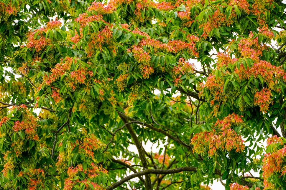 Arborele pe care să nu-l plantezi niciodată în curte. „Copacul Raiului” are creștere rapidă și pare ideal, dar e diabolic de invaziv 1098818